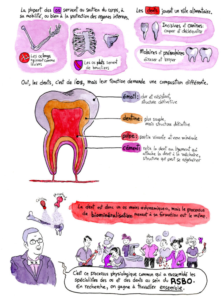 Bande dessinée de vulgarisation scientifique sur la physiologie de l'os et les travaux de recherches à l'hôpital Shriners de Montréal