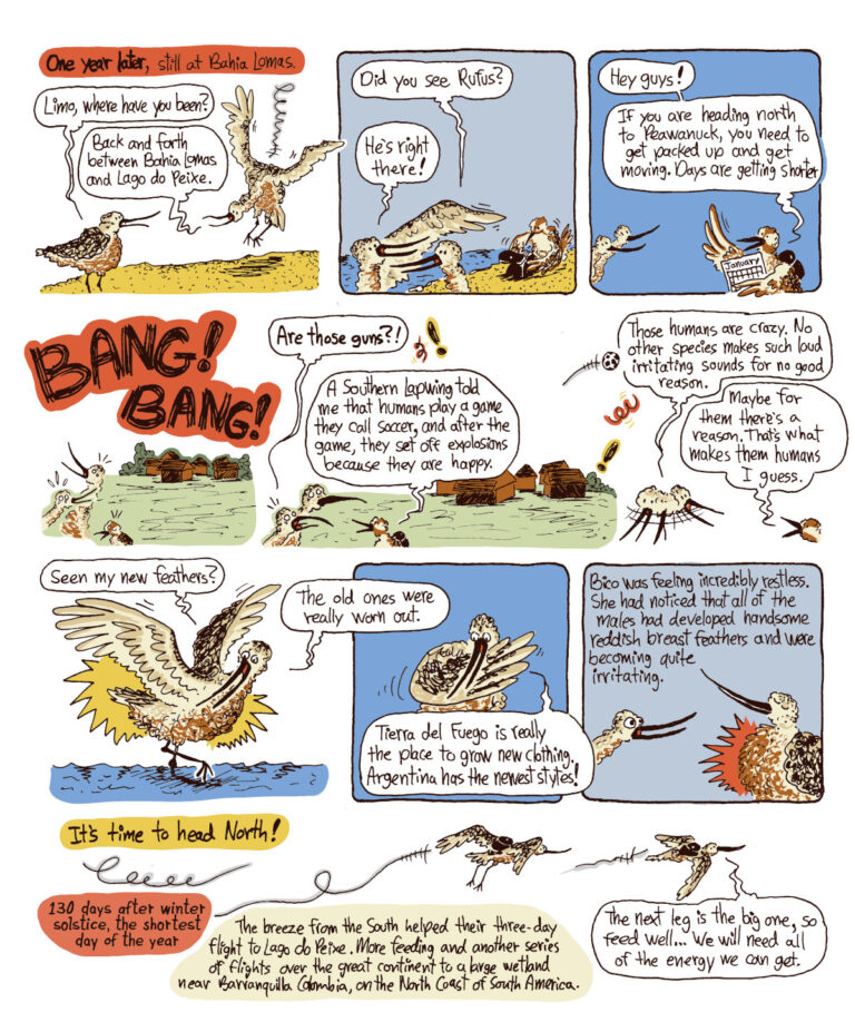 Extrait de The Story of Bico, une BD documentaire sur le parcours migratoire de la Barge hudsonienne (Hudsonian Godwit)